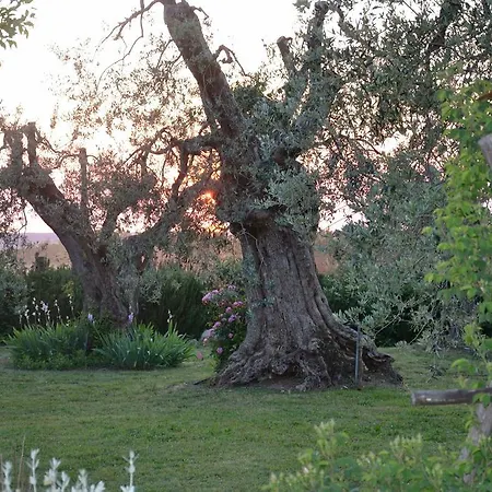 Villa Doc In Bibbona